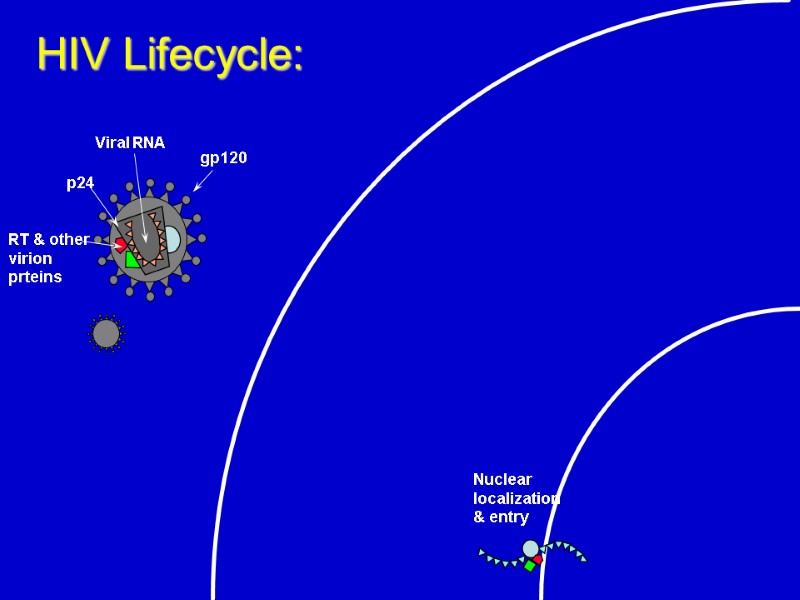 Nuclear  localization   & entry HIV Lifecycle: